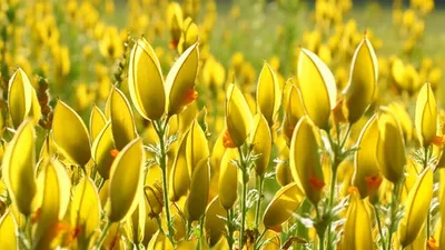 Illustration rattles - Image 1