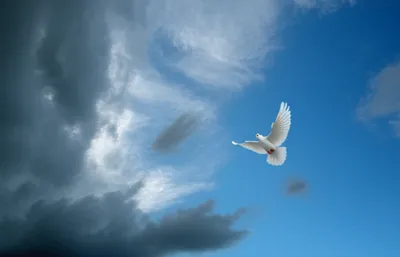 Hình ảnh minh họa settles - Ảnh 1