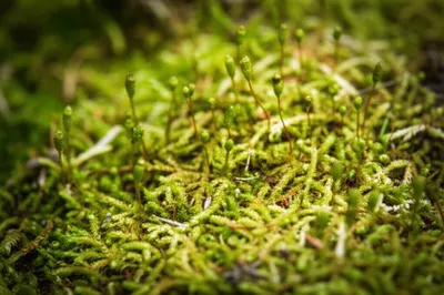 Illustration lycopods - Image 1