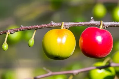 Illustration ripened - Image 1