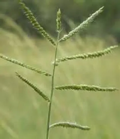 Illustration grass - Image 3