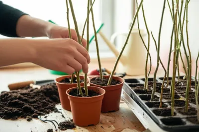 Illustration root - Image 1