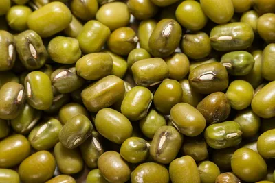 Illustration leguminous - Image 2