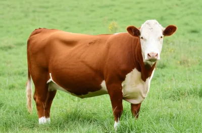 Illustration whiteface - Image 1