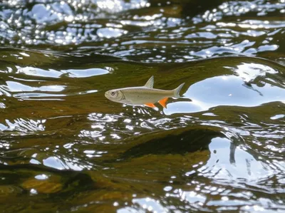 Illustration dare - Image 1