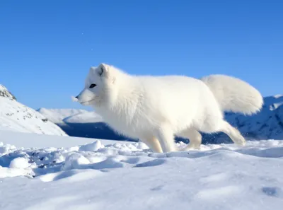 Illustration nival - Image 1