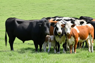 Illustration cows - Image 1