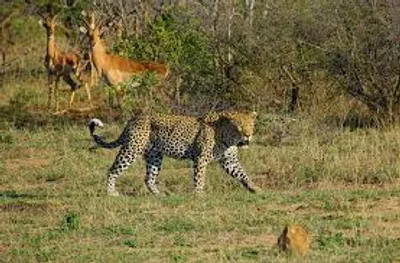 Illustration prowl - Image 2