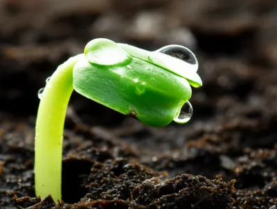 Illustration vegetating