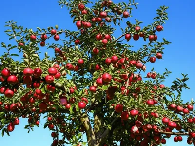 Illustration hearty - Image 1