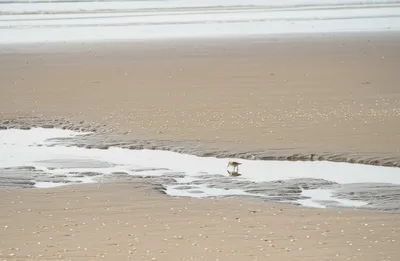 Illustration ebbs - Image 1