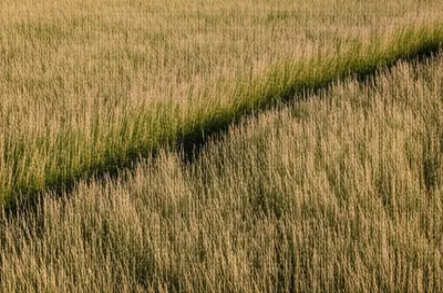 Illustration rakes - Image 1