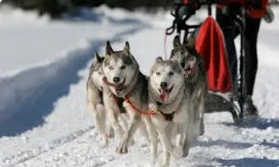 Illustration husky - Image 2