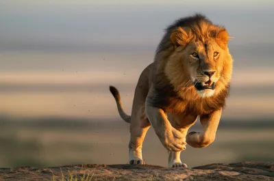 Illustration offensives - Image 1