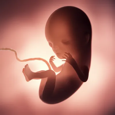 Illustration fetus - Image 1
