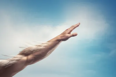 Illustration wing - Image 1