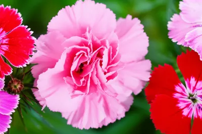 Illustration dianthus - Image 1