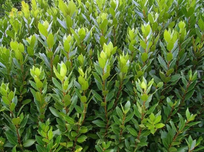 Illustration bay - Image 1