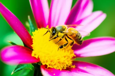 Illustration livelier - Image 1