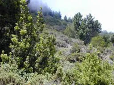 Illustration scrub - Image 3