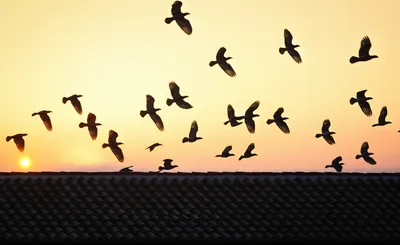 Illustration slates - Image 1