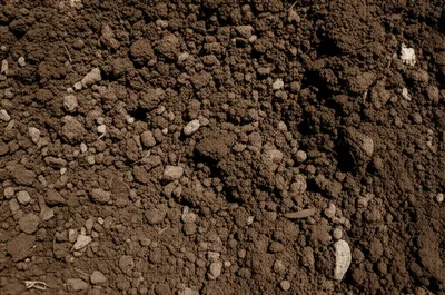 Illustration clod - Image 1