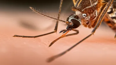 Illustration stylets - Image 1