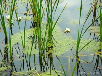 Illustration marshy - Image 1