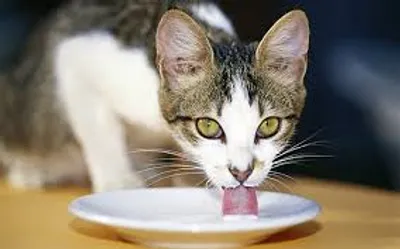 Illustration lap - Image 4