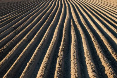 Illustration furrow - Image 1