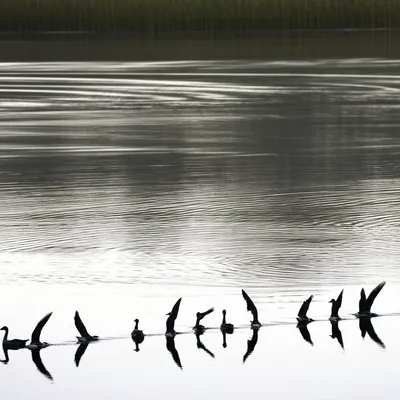 Illustration shaven - Image 1