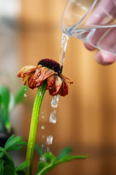 Illustration reliving - Image 1