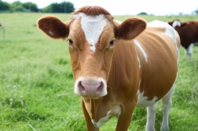 Illustration polls - Image 1