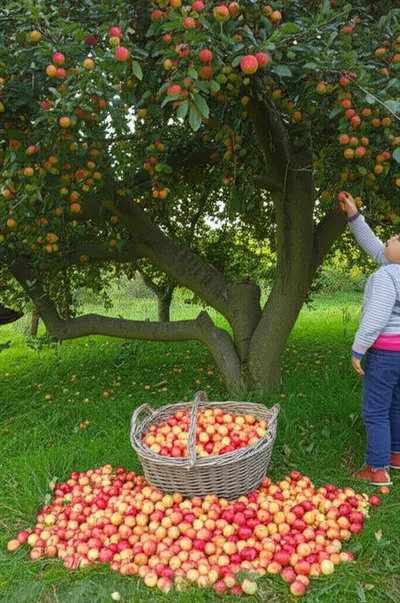 Illustration crabapples - Image 1
