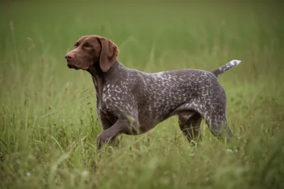 Illustration pointed - Image 1