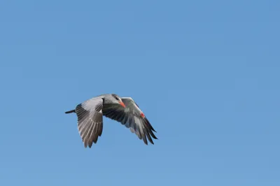 Illustration winged - Image 1