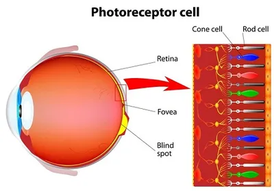 Illustration rod - Image 2
