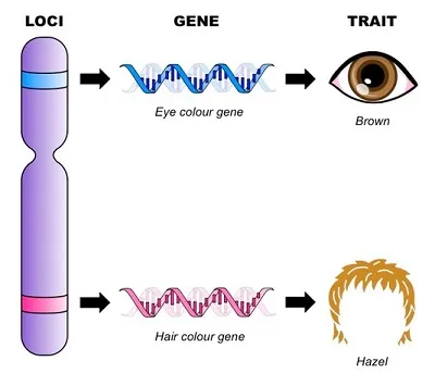 Illustration genetically - Image 2