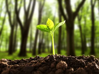 Illustration earlier - Image 1