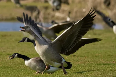 Illustration honks - Image 1