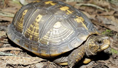 Illustration retracts