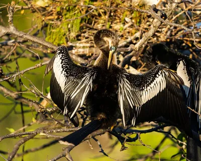 Illustration snakebirds - Image 2