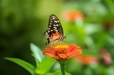 Illustration deformities