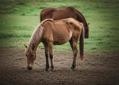 Illustration pony - Image 1