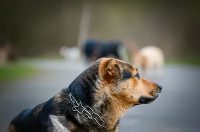 Illustration hackle - Image 1