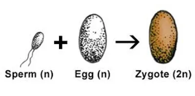 Illustration reproduction - Image 2