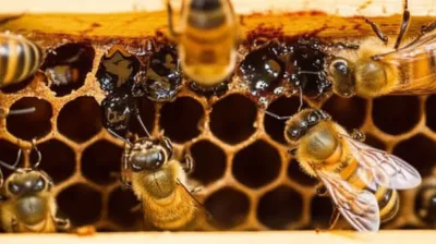 Hình ảnh minh họa propolis