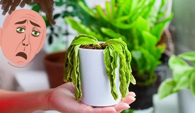 Illustration ailments - Image 1