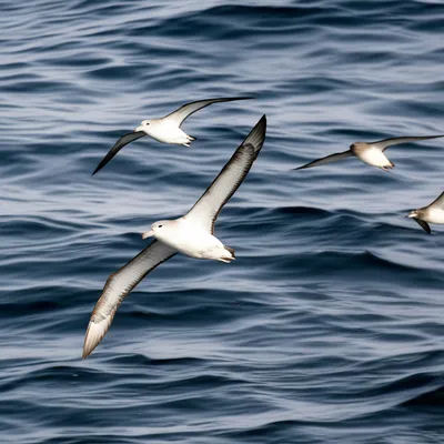 Illustration shearwater - Image 1