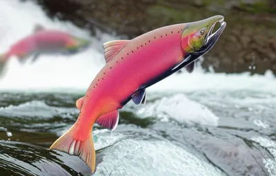 Illustration reverting - Image 1